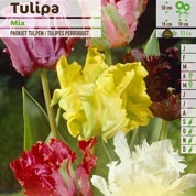 Tulip Parrott, Mixed